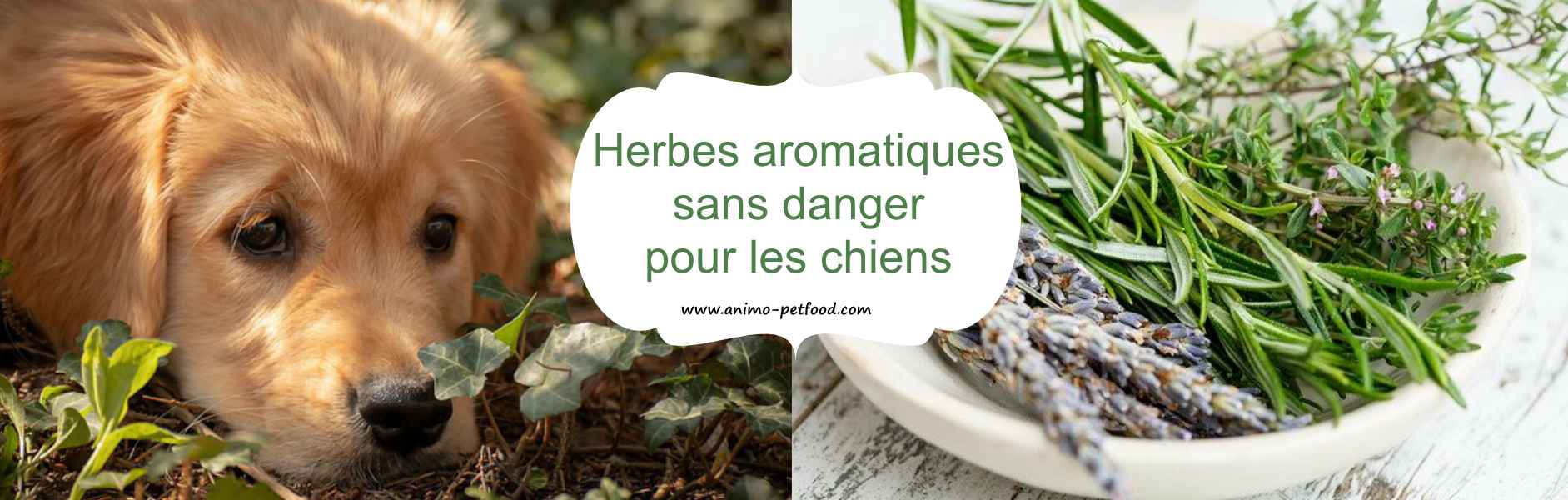 plantes sans danger pour les chiens